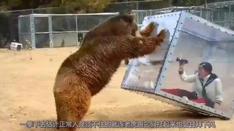 日本u熊av,揭秘神秘动物世界中的独特魅力